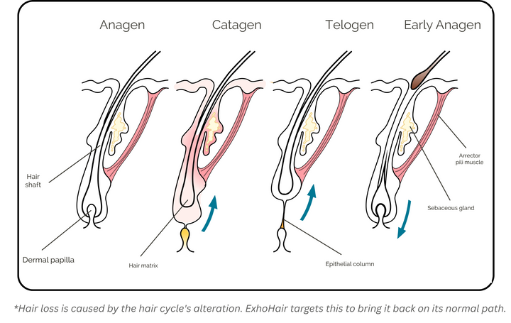 PDF Image